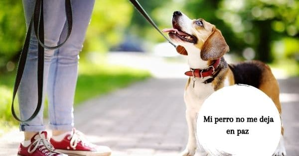 Cómo enseñar a un perro a calmarse utilizando la correa