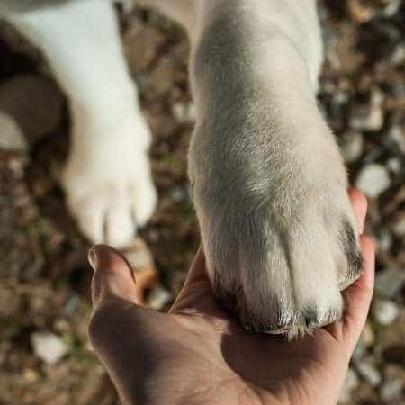 Cómo hacer que tu perro te quiera