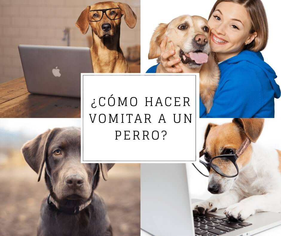 Cómo hacer vomitar a un perro