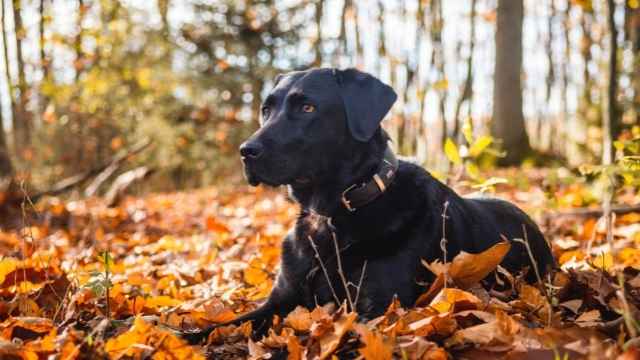 Cómo identificar un perro alfa