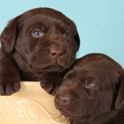 Cómo jugar con un cachorro e incrementar la socialización