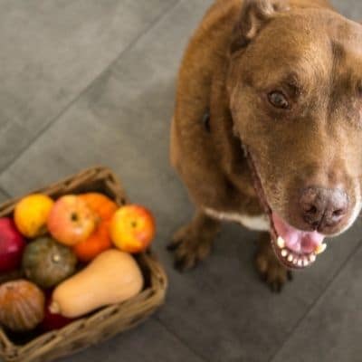 ¿Tu perro padece de diabetes? Te mostramos como cuidar su alimentación.