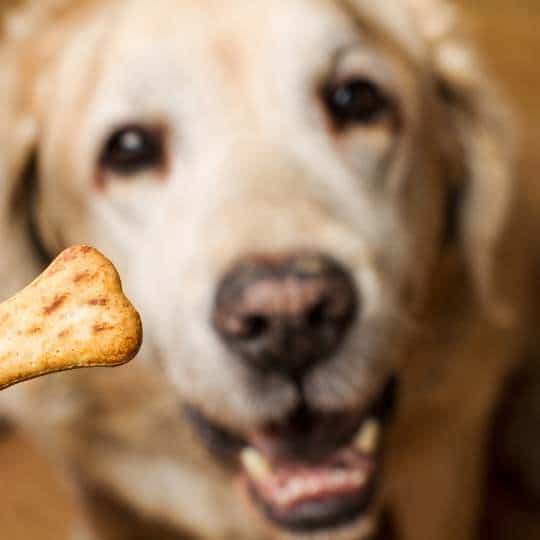 Dieta labrador olor corporal