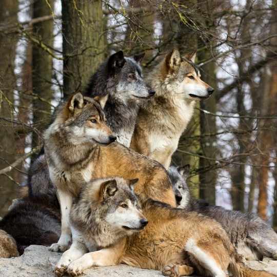 Diferencias entre el ladrido de perros y lobos