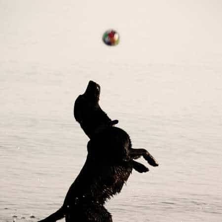 Displasia de codo en los labradores