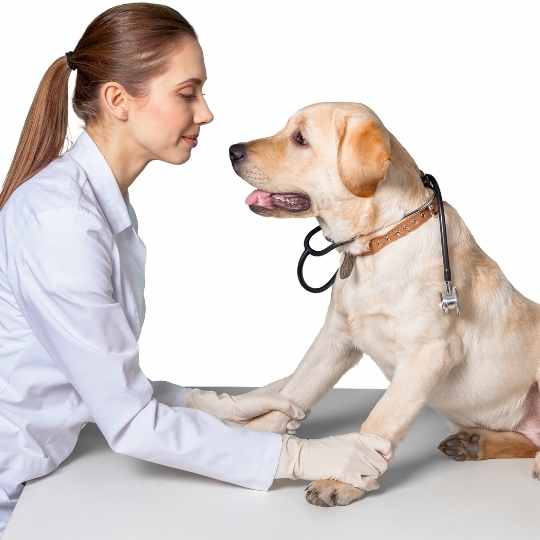 Elegir un criador de labradores