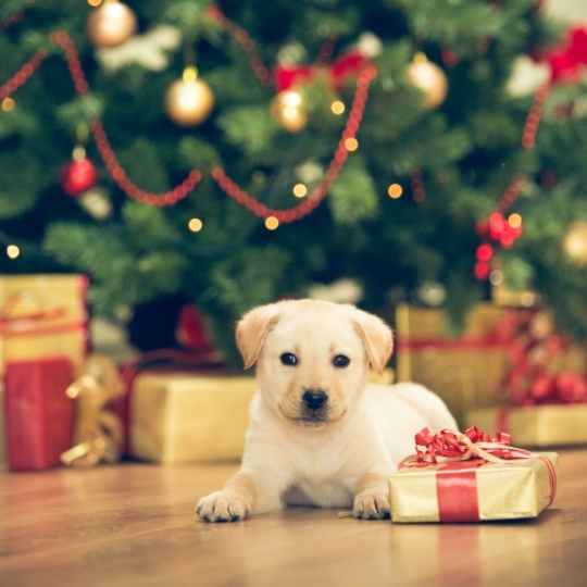 Elija cuidadosamente al cachorro