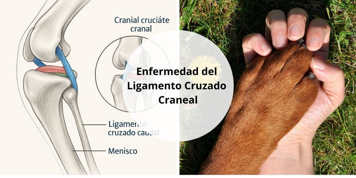 Enfermedad del Ligamento Cruzado Craneal