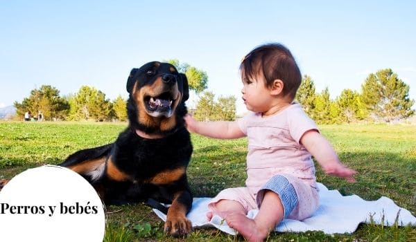 Enseñar a los niños a tratar a los perros