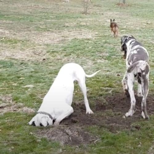 Escarban para explorar