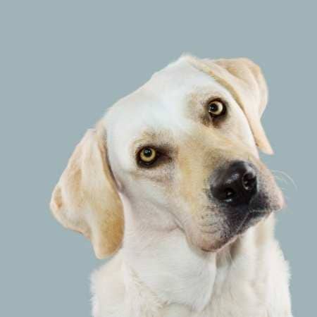 Esterilización del Labrador