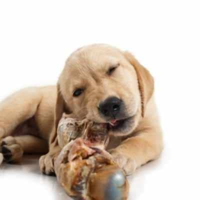 Evita que tu cachorro muerda