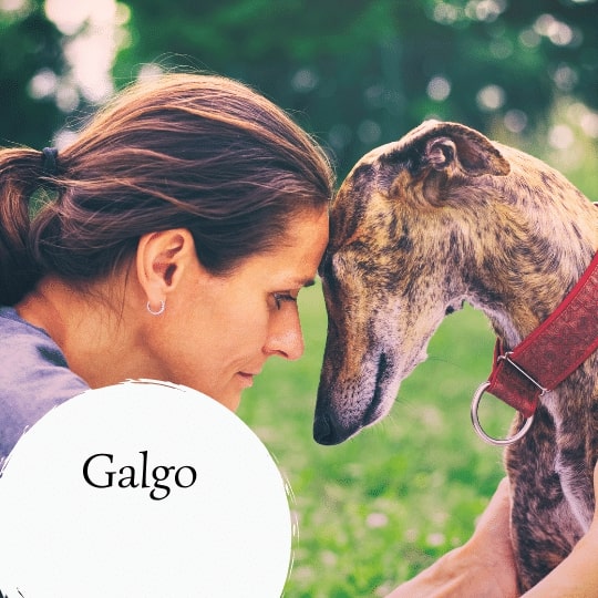 Galgo