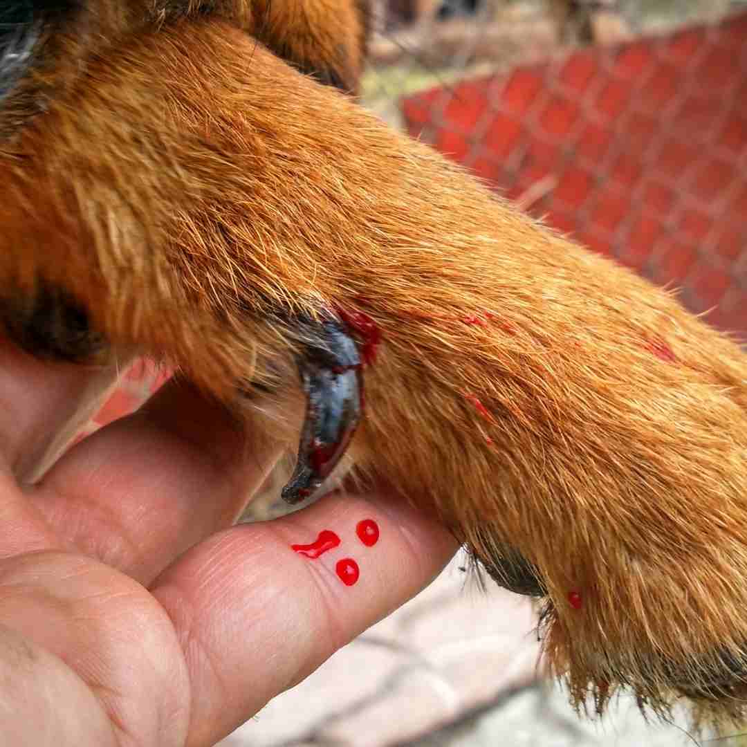 Garras rotas