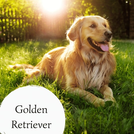 Golden Retriever