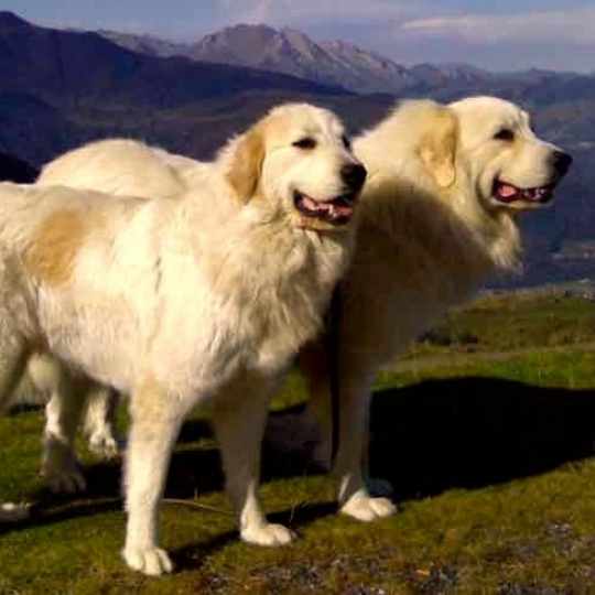 Historia del Gran Pirineo