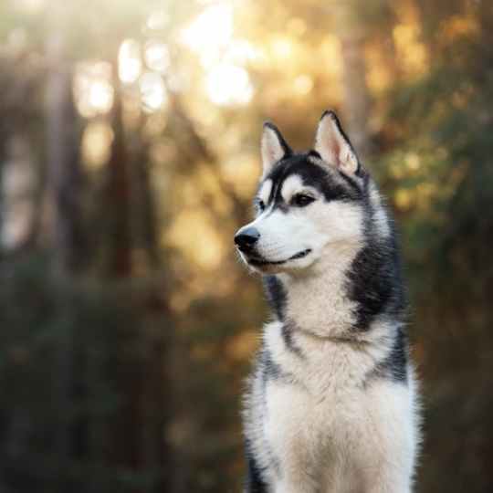 Husky Siberiano