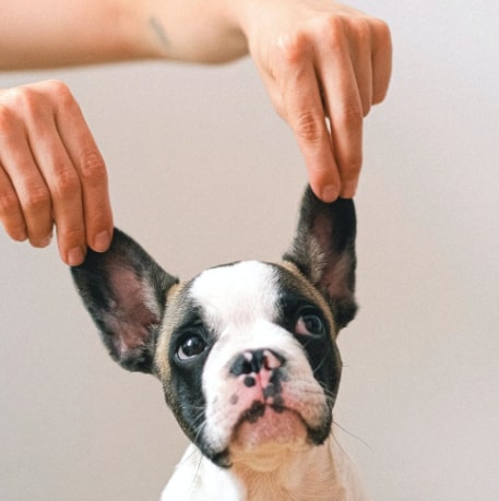 Infecciones por hongos en los oídos