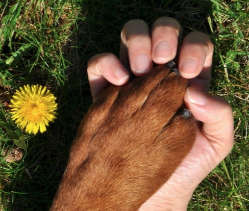 Infección por hongos en las patas