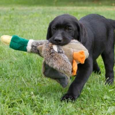 Juegos para estimular su mente