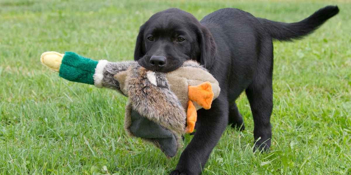 Juegos para pasarlo bien con tu labrador