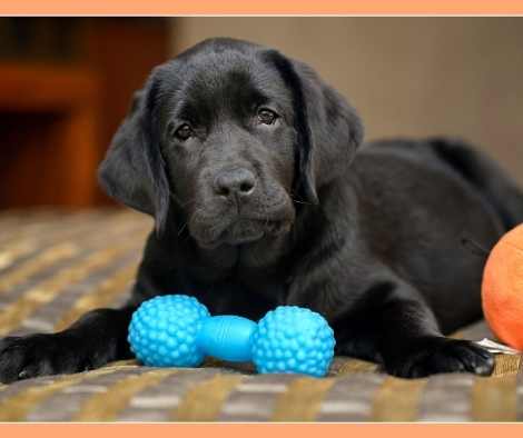 Juguetes para cachorros de labrador
