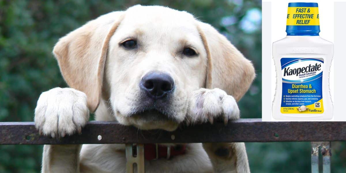 Kaopectate para Perros: ¿Qué es? Dosis y Alternativas