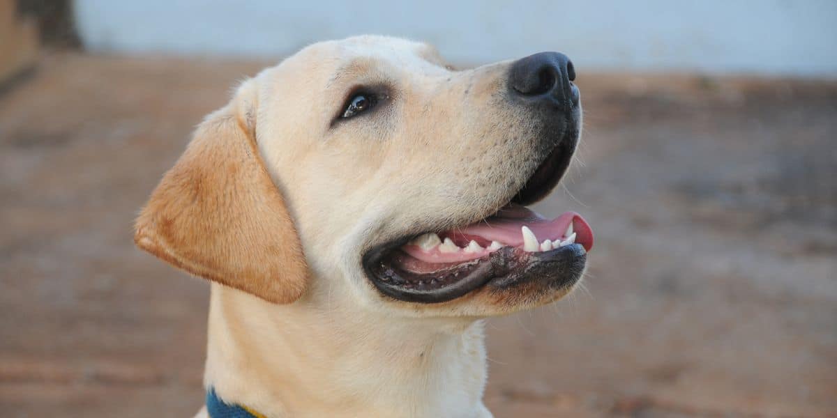 La comida del perro es la base de su salud y larga vida