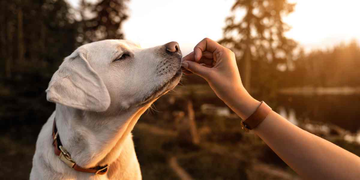 La mejor comida para esconder pastillas a los perros