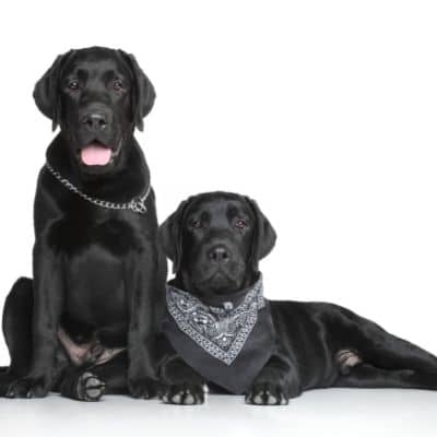 La salud de los labradores