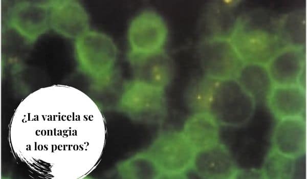 ¿La varicela se contagia a los perros?