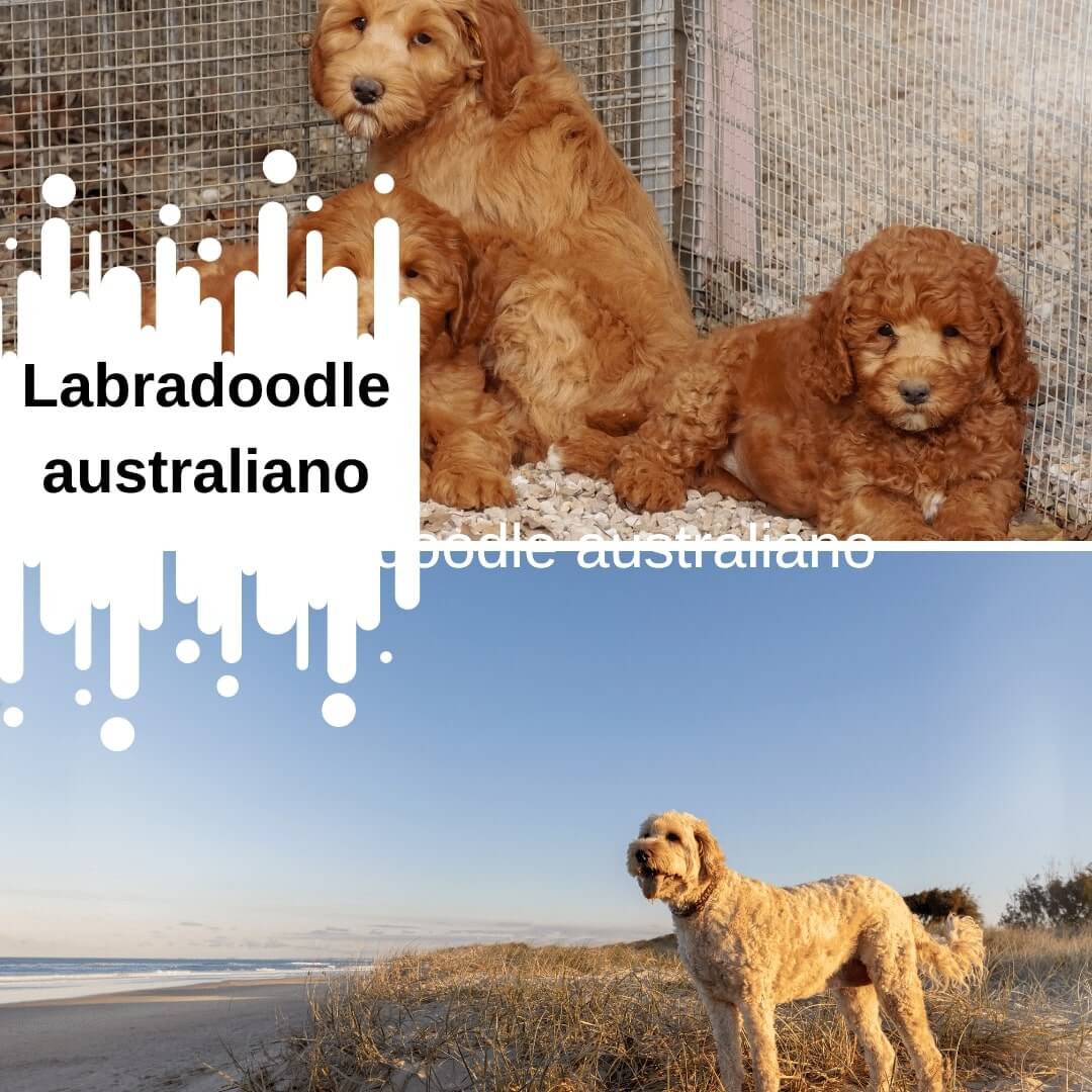 Labradoodle australiano - Todo lo que necesitas conocer sobre esta raza