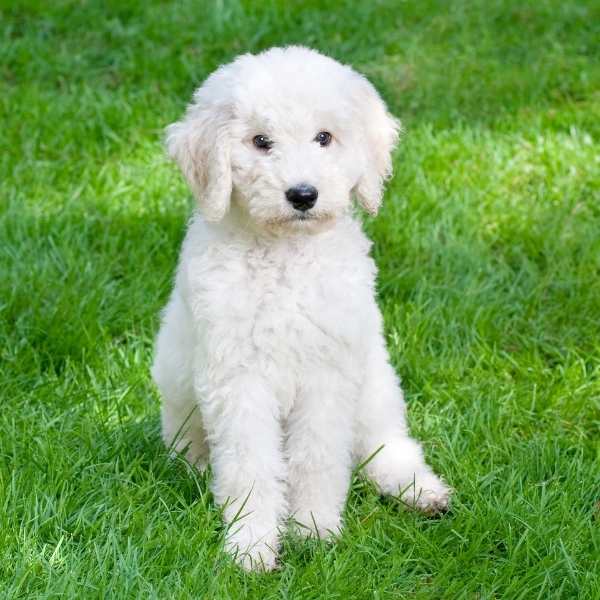 Labradoodle blanco - ¿Existe? ¿Cuál es su origen?