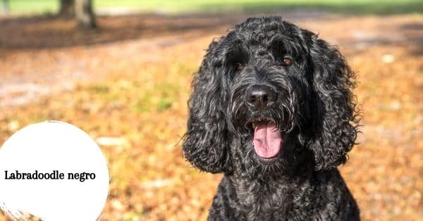 Labradoodle negro: Un cruce de pelo oscuro y rizado.