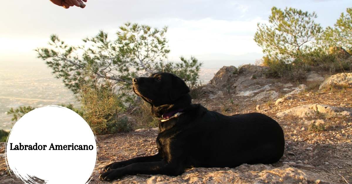 Labrador Americano - Guía del Labrador Retriever americano