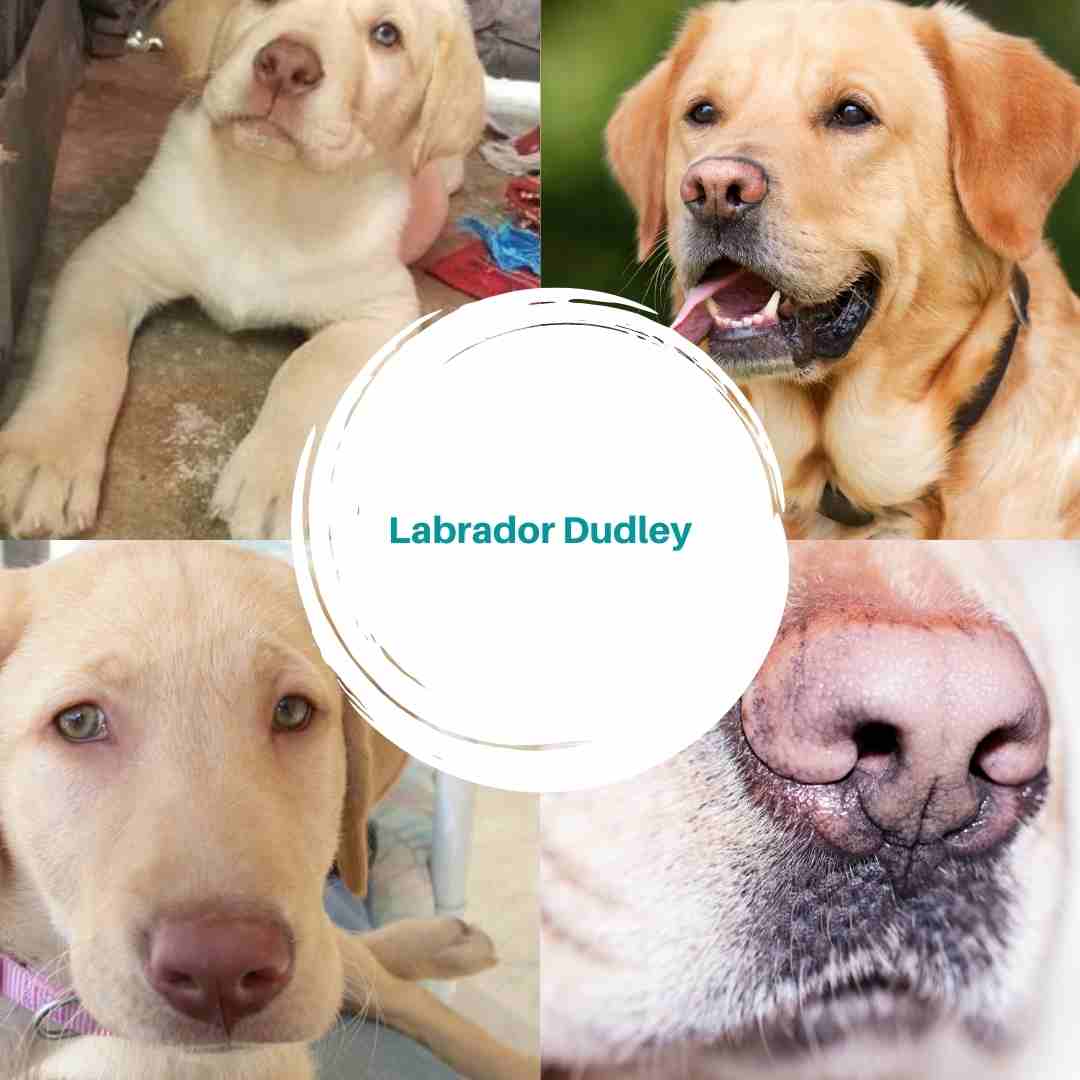 Labrador Dudley - El Labrador de Nariz Rosa