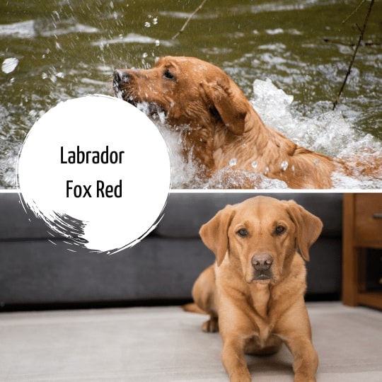 Labrador Retriever Fox Red