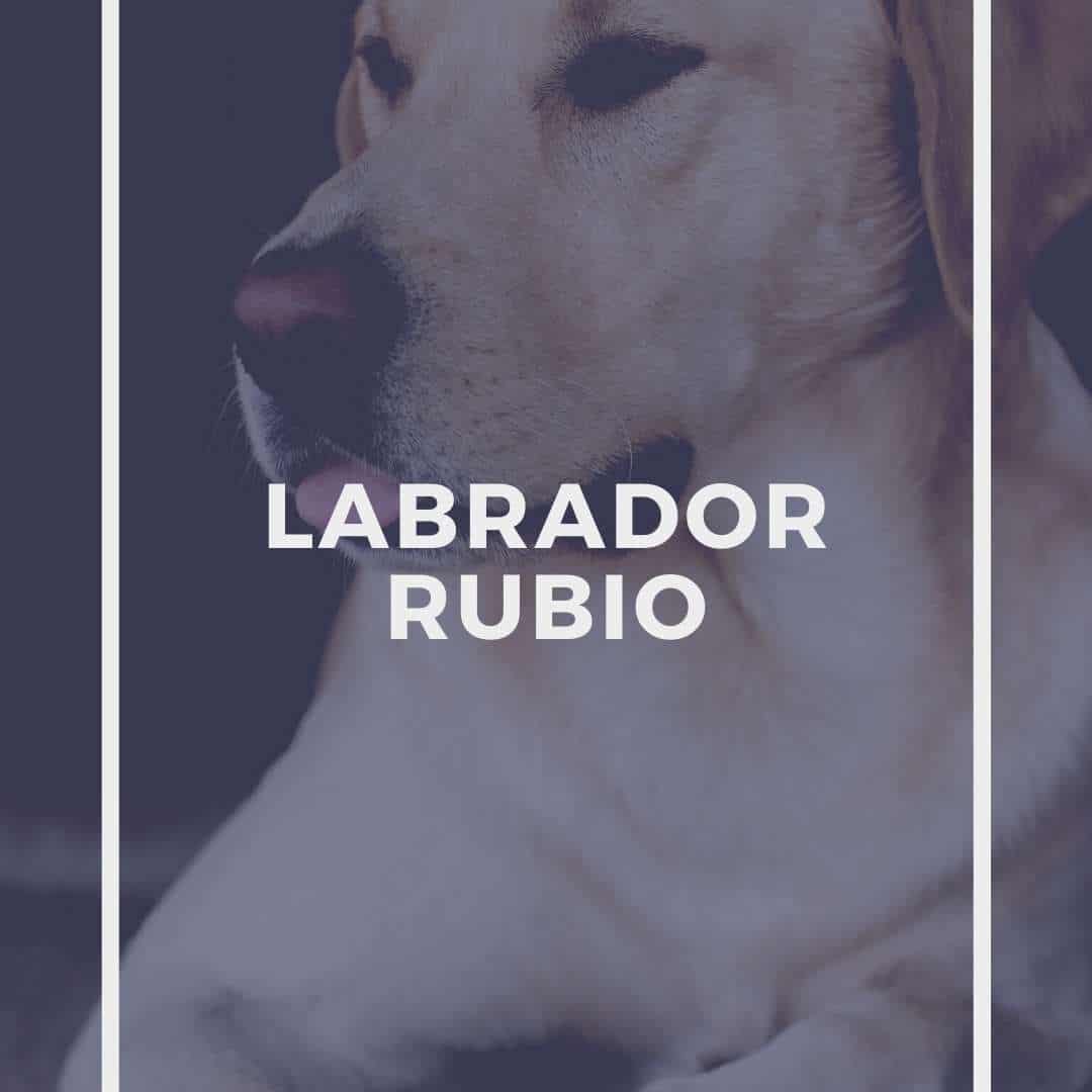 Labrador rubio ¿Existen? ¿Cómo son?