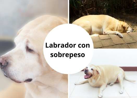 Labrador con sobrepeso - Obesidad -¿Cómo detectarlo y tratarlo?
