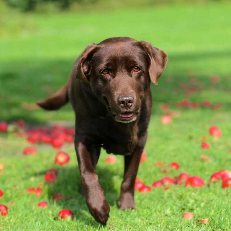 Labrador 6 meses - Respondemos a las dudas más habituales