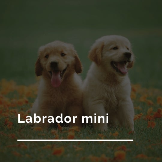 Labrador mini: Enanismo y tamaño pequeño de los labradores.