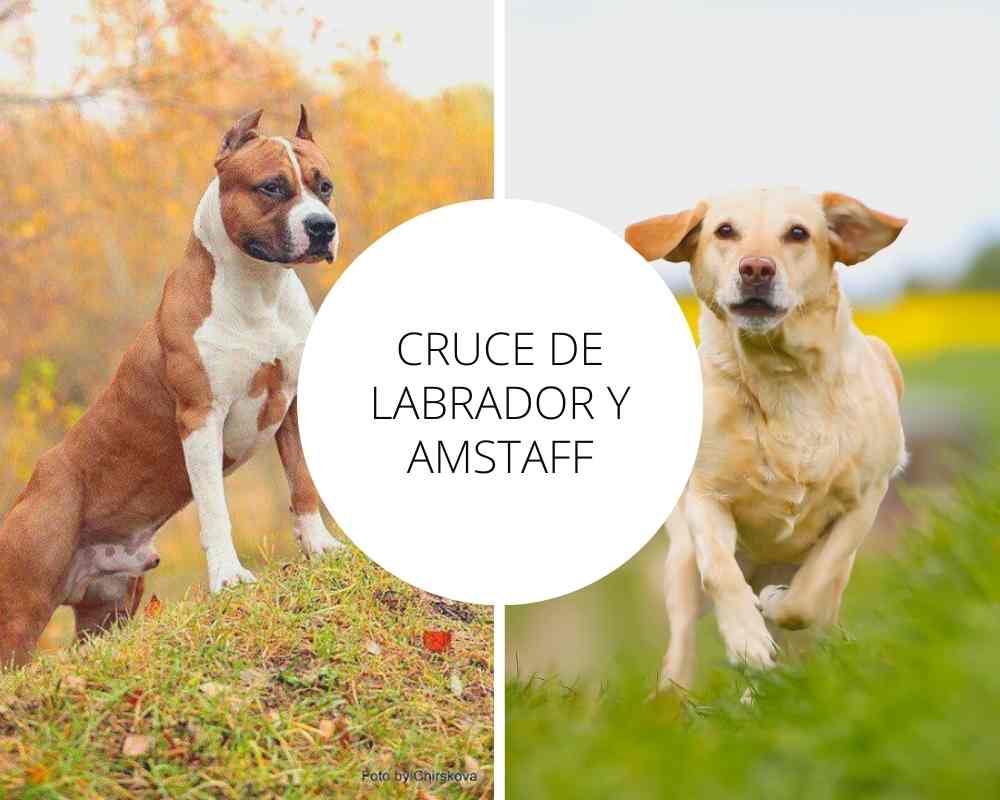 Cruce de Labrador y Amstaff 