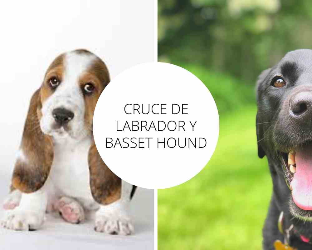 Cruce de Labrador y Basset Hound
