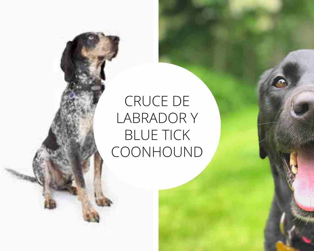 Cruce de Labrador y Blue Tick Coonhound
