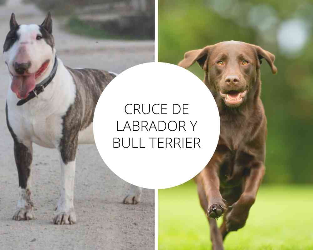 Cruce de Labrador y Bull Terrier