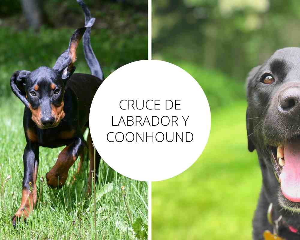 Cruce de Labrador y Coonhound  