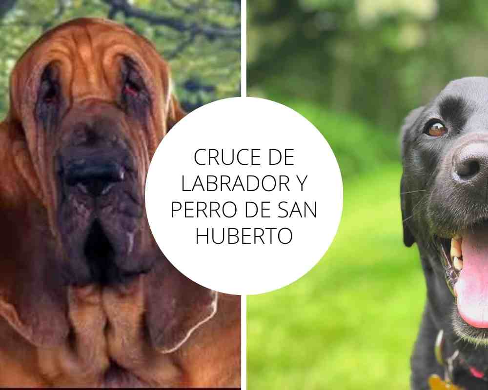 Cruce de Labrador y Perro de San Huberto
