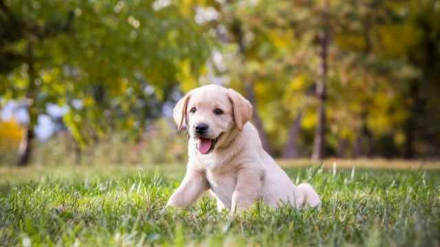 Las tres R del adiestramiento de cachorros 