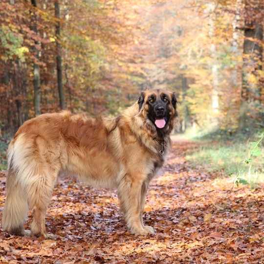 Leonberger