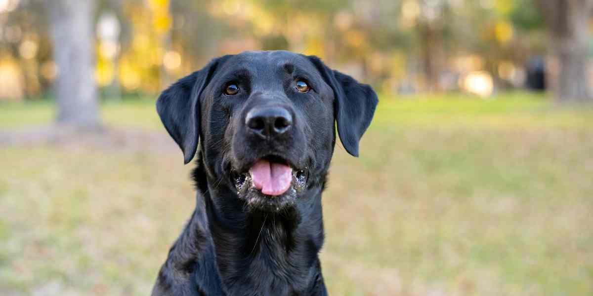 La Caseta para Perro: Un Refugio Personal para tu Mascota